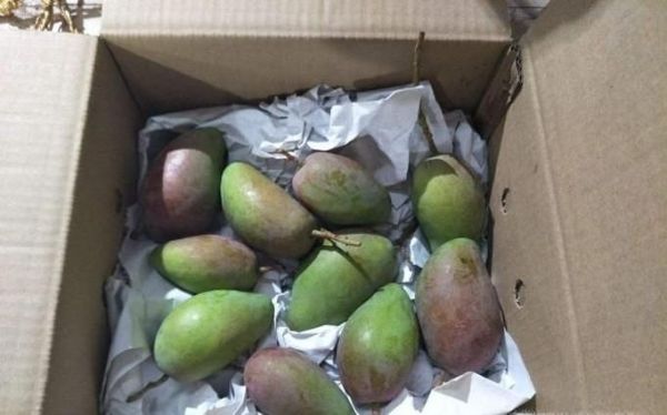 怎样让青芒果变黄