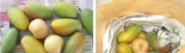 怎样让青芒果变黄