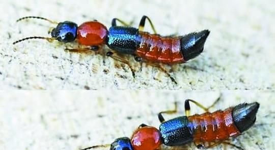 家里常见的毒虫