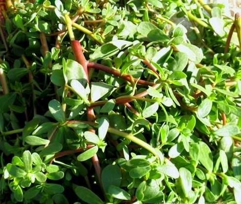 治疗小孩热痱子的方法