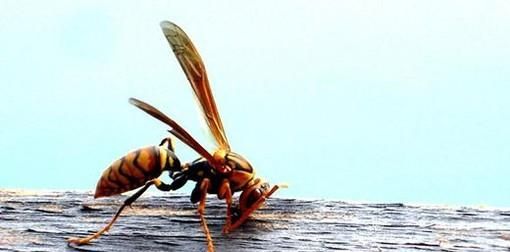 家里常见的毒虫