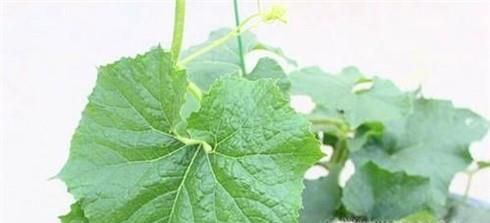 治疗小孩热痱子的方法