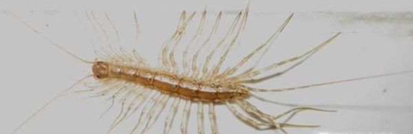 家里常见的毒虫