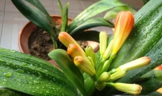 啤酒在生活中的妙用，啤酒的用处