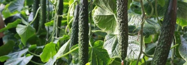 黄瓜有点苦怎么处理