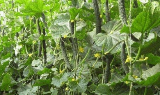 黄瓜有点苦怎么处理