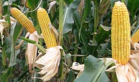玉米干瘪了还能吃吗