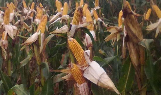 玉米干瘪了还能吃吗