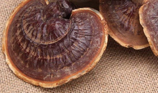 干灵芝保质期多久