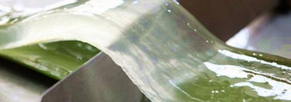 芦荟生吃的功效和作用