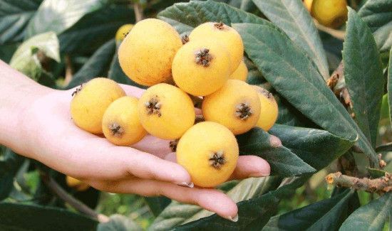 枇杷没熟可以吃吗