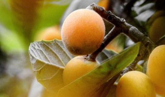 枇杷没熟可以吃吗