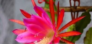 昙花、霸王花、火龙果花和令箭荷花的区别