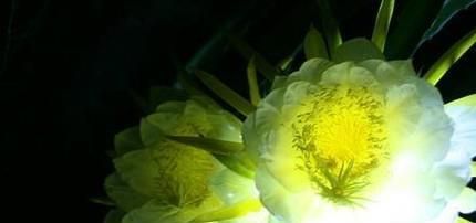 昙花、霸王花、火龙果花和令箭荷花的区别