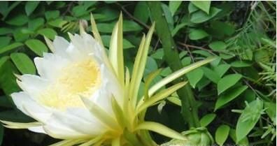 昙花、霸王花、火龙果花和令箭荷花的区别