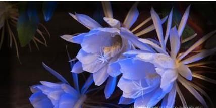 昙花、霸王花、火龙果花和令箭荷花的区别