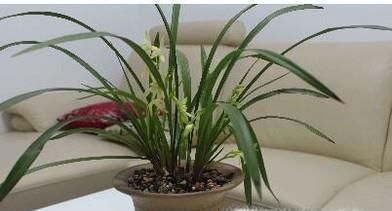 兰花烂根没有叶怎么补救