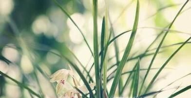 兰花烂根没有叶怎么补救