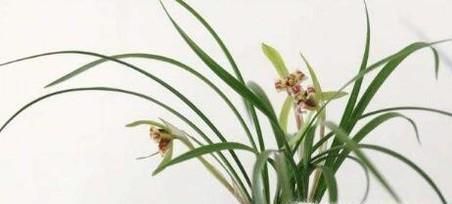 兰花烂根没有叶怎么补救