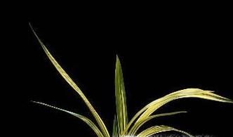 兰花烂根没有叶怎么补救