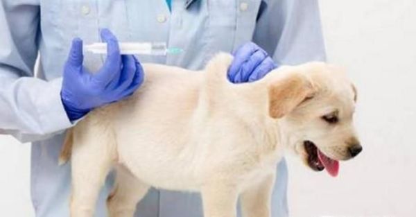 狗狗发烧怎么办最有效