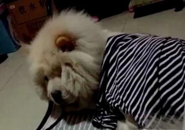 狗狗发烧怎么办最有效