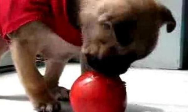 狗狗发烧怎么办最有效