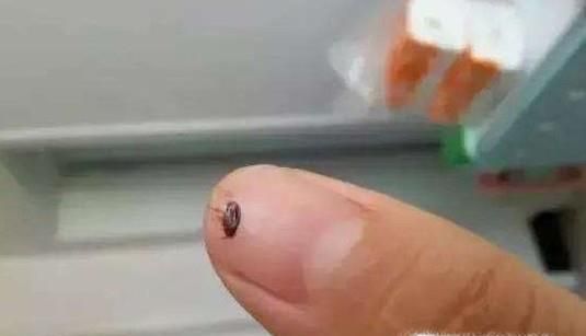 如何处理被跳蚤叮咬以及预防