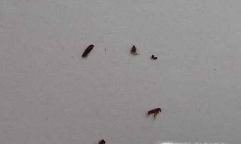 如何处理被跳蚤叮咬以及预防