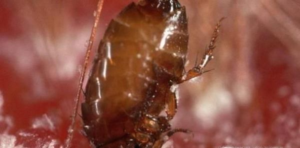 如何处理被跳蚤叮咬以及预防