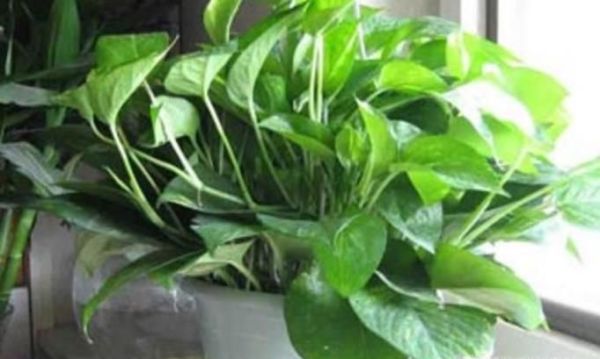 绿箩怎样养才能不枯萎不黄