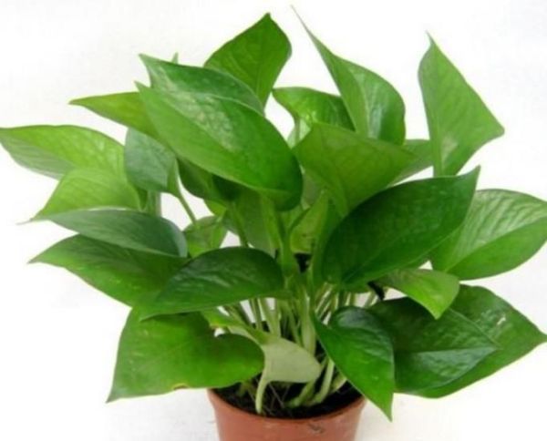 绿箩怎样养才能不枯萎不黄