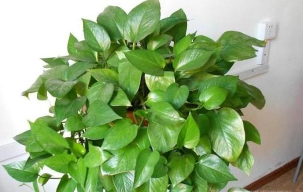 绿箩怎样养才能不枯萎不黄