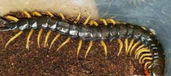 饲养宠物蜈蚣的八个注意事项