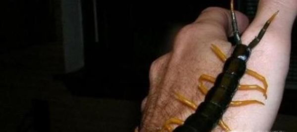 饲养宠物蜈蚣的八个注意事项