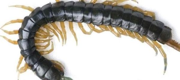 饲养宠物蜈蚣的八个注意事项