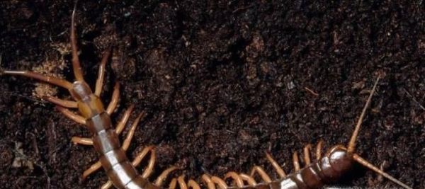 饲养宠物蜈蚣的八个注意事项