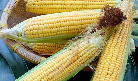 新鲜玉米常温下可以放多久