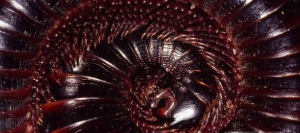 饲养宠物蜈蚣的八个注意事项