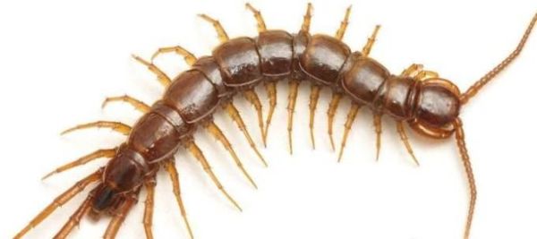 饲养宠物蜈蚣的八个注意事项