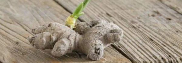 生姜长芽还能吃么