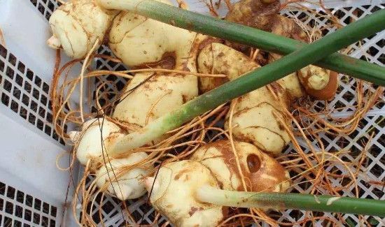 生姜长芽还能吃么