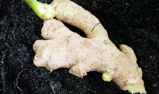 生姜长芽还能吃么
