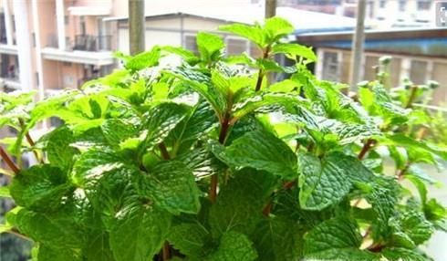 哪种东西驱蚊效果好