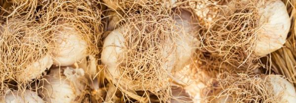 大蒜根须的功效与作用