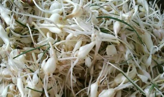 大蒜根须的功效与作用