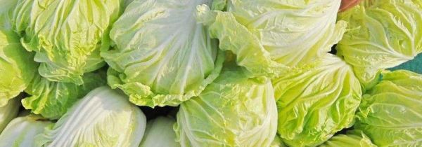 白菜和香菇能一起吃吗