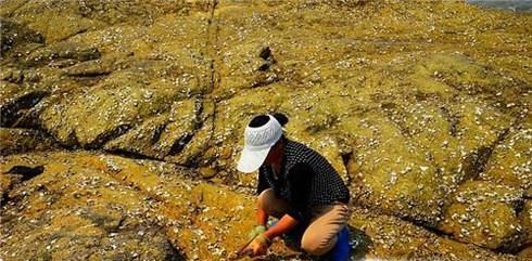 如何在海边捉螃蟹