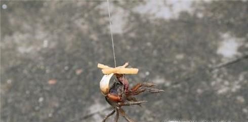 如何在海边捉螃蟹