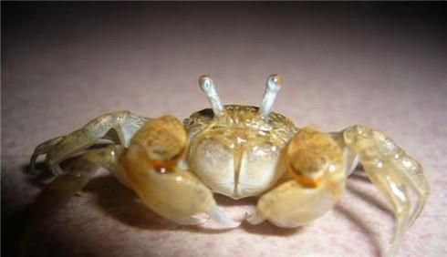 如何在海边捉螃蟹